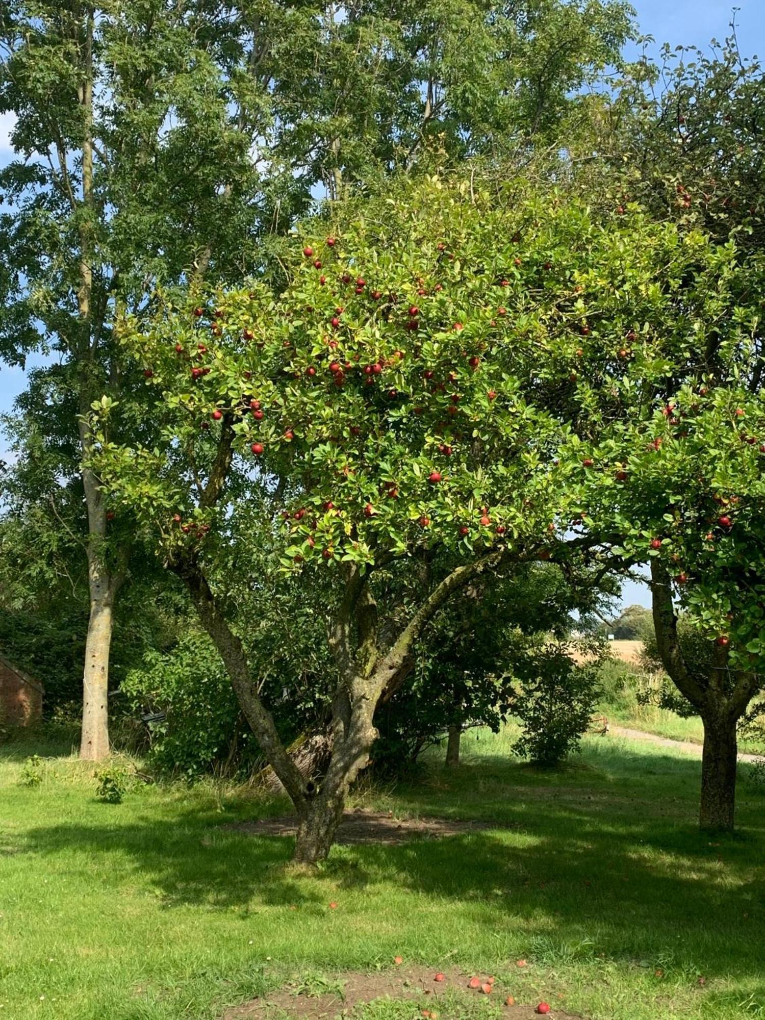 Omas Oll Huus Villa Norden Buitenkant foto